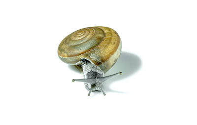 Close-up of snail over white background