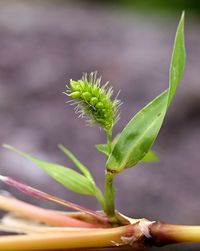 Close-up of seedling growing outdoors