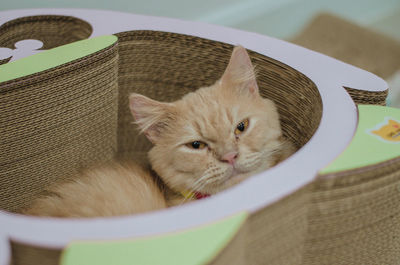 Portrait of cat sitting on chair