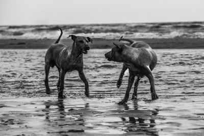 Two dogs in water