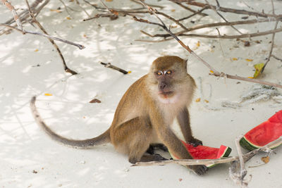 Monkey sitting outdoors