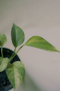 Close-up of green leaves on plant