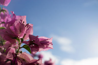 Close-up of pink flower against sky