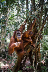 Monkeys in a forest