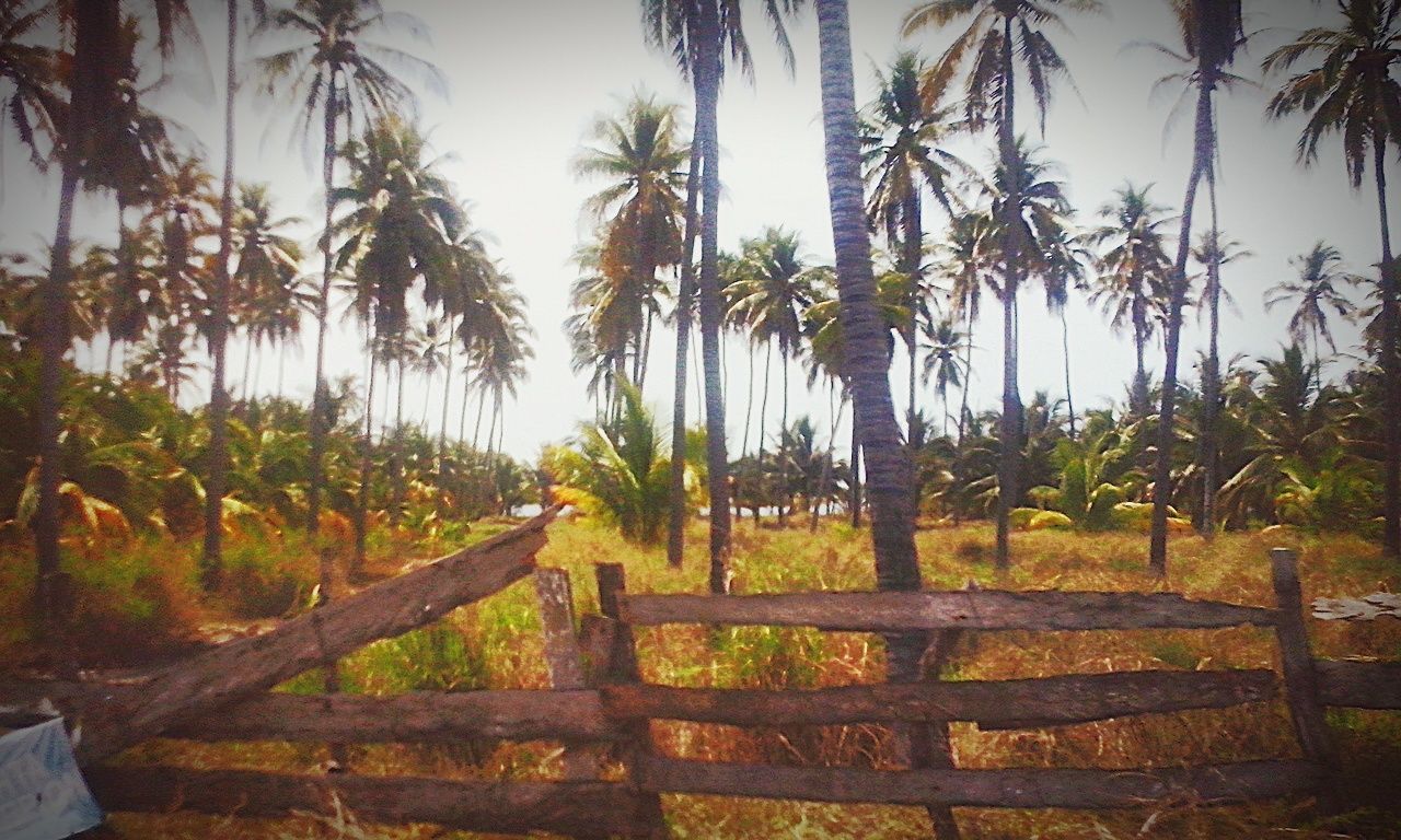 tree, growth, palm tree, tranquility, tranquil scene, nature, tree trunk, green color, beauty in nature, scenics, sunlight, plant, sky, landscape, field, day, park - man made space, branch, outdoors, no people