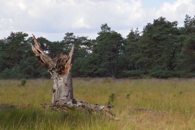 Trees on field against sky