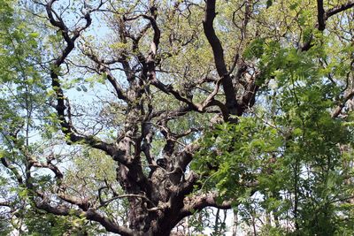 Low angle view of tree in forest