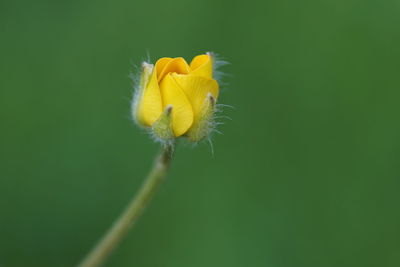 Close-up of yellow flower