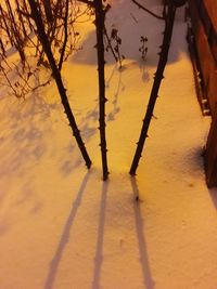 Shadow of tree on snow covered landscape