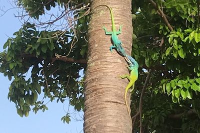 Low angle view of lizard on tree