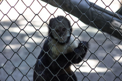 Close-up of dog seen through chainlink fence