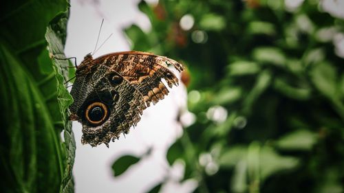 Close-up of butterfly on plant