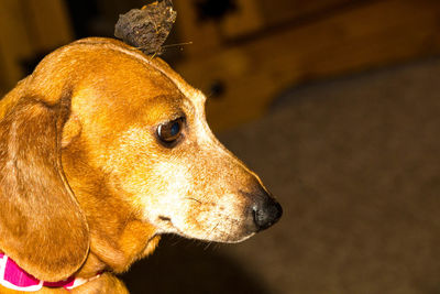 Close-up of a dog looking away