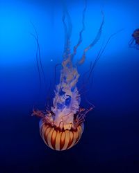 Close-up of jellyfish in sea