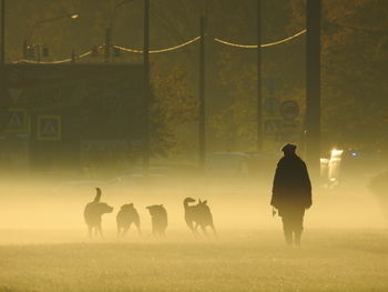 Dog's in fog