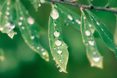 Close-up of raindrops on leaves