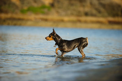 Dog on beach