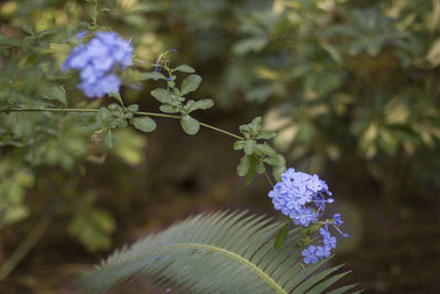 Close-up of purple flowering plant