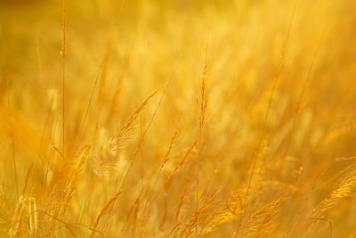 Close-up of wheat field