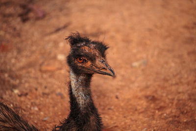 Emu dromaius novaehollandiae bird rests in the dirt in australia, where it is an endemic species