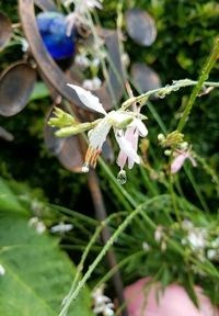 Close-up of flowers