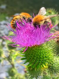 Close-up of bee pollinating on flower