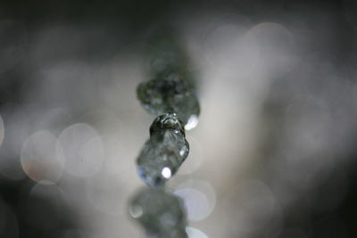 Close-up of plant against blurred background