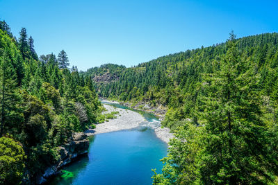 Scenic view of pine trees in forest against clear blue sky