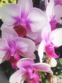 Close-up of pink orchid blooming outdoors