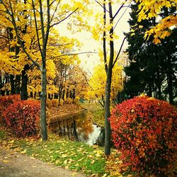 Autumn trees in water
