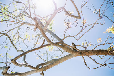 Low angle view of bare tree against clear sky