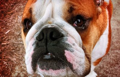 Close-up portrait of dog