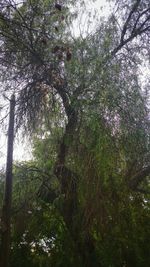 Low angle view of trees in forest