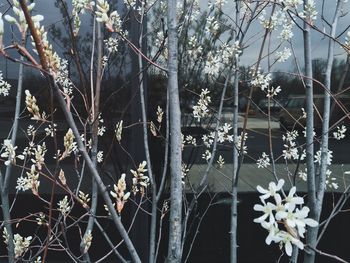 Flowers growing on tree