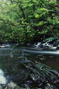 Scenic view of river amidst trees in forest