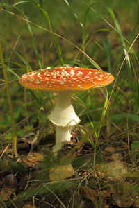 Close-up of fly agaric mushroom on field