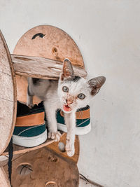 High angle portrait of cat standing against wall