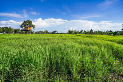 Scenic view of agricultural field against sky