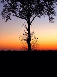 Silhouette of trees at sunset