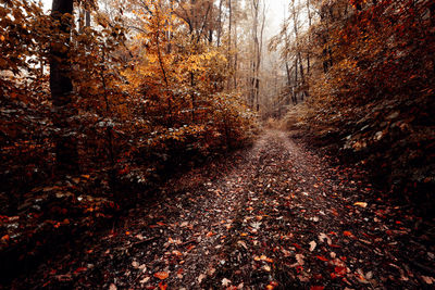 View of autumn leaves on road in forest