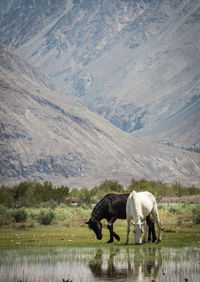 View of grazing horses