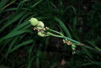 Close-up of rose bud