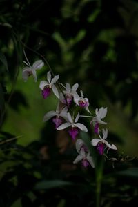 Close-up of pink flowers
