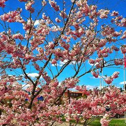 Low angle view of pink cherry blossoms in spring