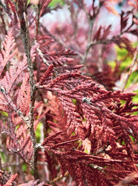 Close-up of dry leaves on tree