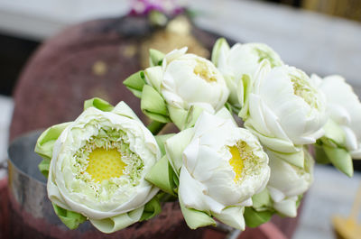 Close-up of white flowers