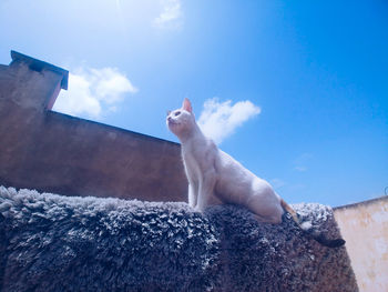 Low angle view of a cat