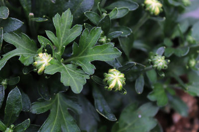 Close-up of fresh green leaves