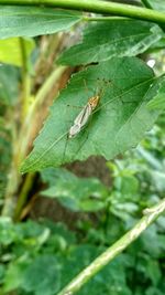 Close-up of insect on leaf