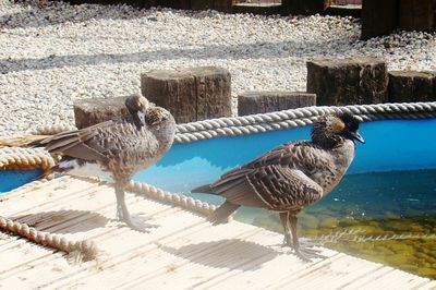 Close-up of birds